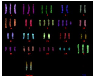 染色体異常のあるマウス細胞のマルチカラーFISH解析