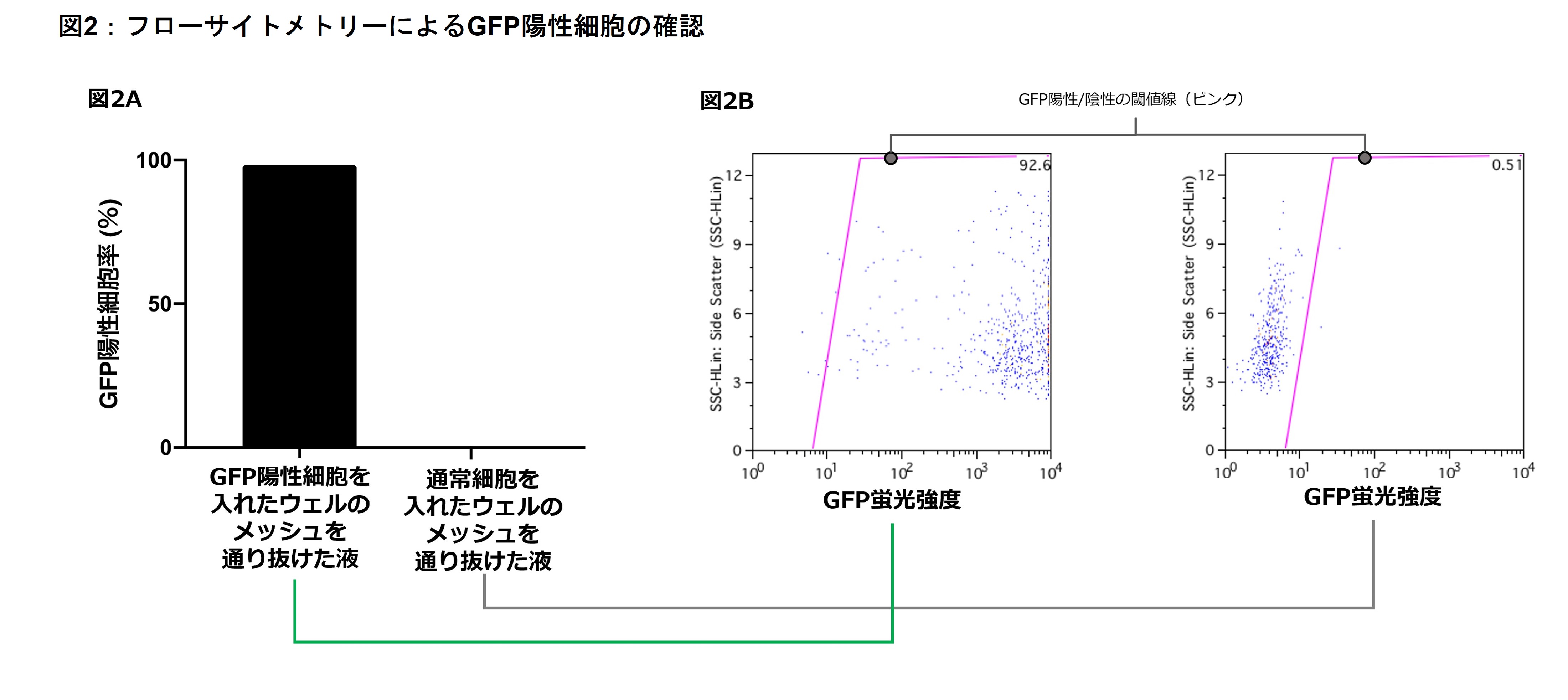 FCMを用いたGFP陽性細胞の確認