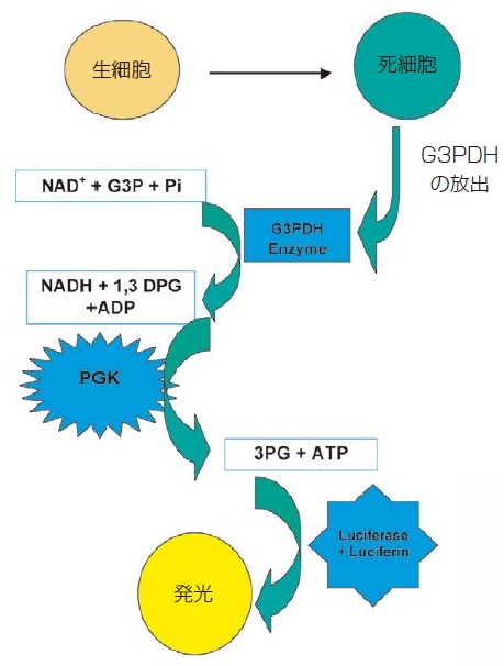 aCella-TOX Kitによる細胞から放出されたG3PDHの測定原理図