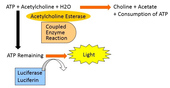 Bioluminescence Assay for Monitoring Acethylcolinesterase Activityの測定原理