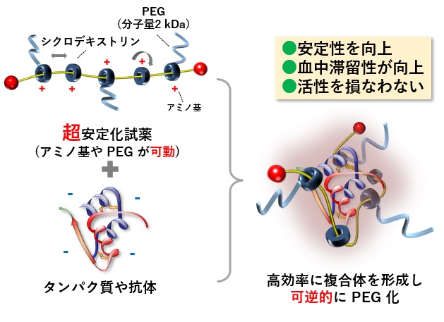 タンパク質超安定化剤PEG-NH2-PRXの原理