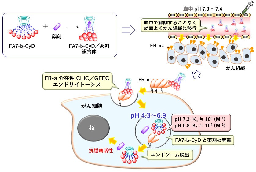 FA7-β-CyDによる抗がん物質のFR-α発現がん細胞へのデリバリー