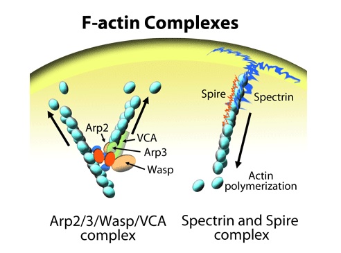 F-アクチンの複合体