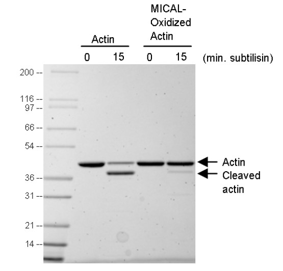 MICAL酸化アクチンとネイティブアクチンのサブチリシン（Subtilisin）アッセイ