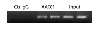 抗Acetyl Lysine抗体(#AAC01)を用いたクロマチン免疫沈降
