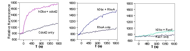 Dbs exchange activity for Cdc42, RhoA and Rac1 in 96-well half area plate format