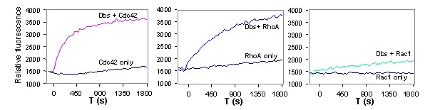 Dbs exchange activity for Cdc42, RhoA and Rac1 in 384-well plate format