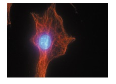 Swiss 3T3細胞の蛍光免疫染色像 Cat. # ATN02