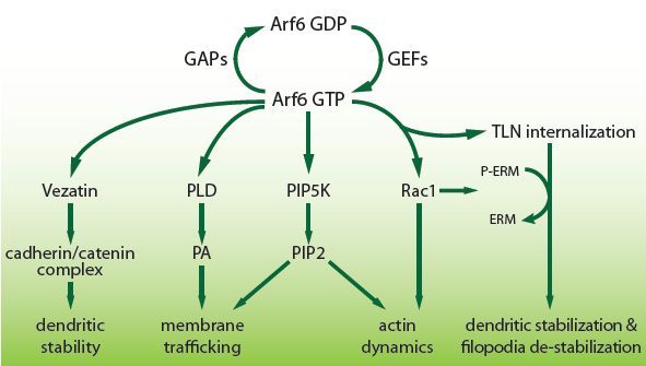 樹状突起スパイン(Dendritic Spine)の研究に樹状突起スパイン～発達における Arf (ADP リボース化因子) の役割～