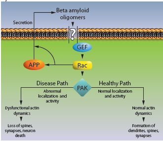 Rac1 GTPaseの研究に Rac1 GTPaseの神経変性における役割 