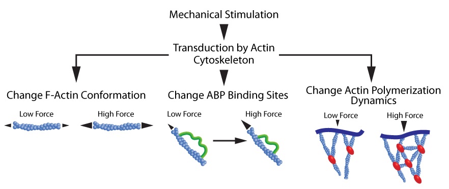 Actin cytoskeleton transduces mechanical forces