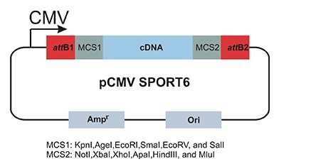 Human Expression Ready cDNAのpCMV SPORT6ベクターマップ