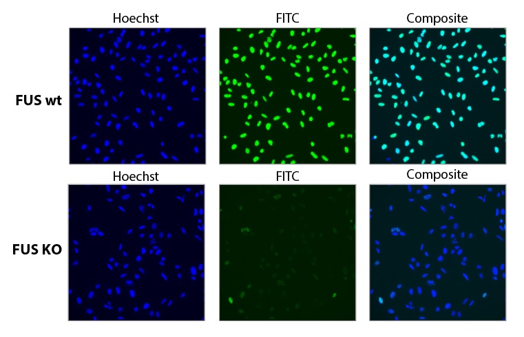 CD4+ T細胞のタンパク質ノックアウトのフローサイトメトリー分析
