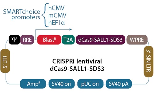  CRISPRmod CRISPRi Lentiviral Blast-dCas9-SALL1-SDS3 Particles