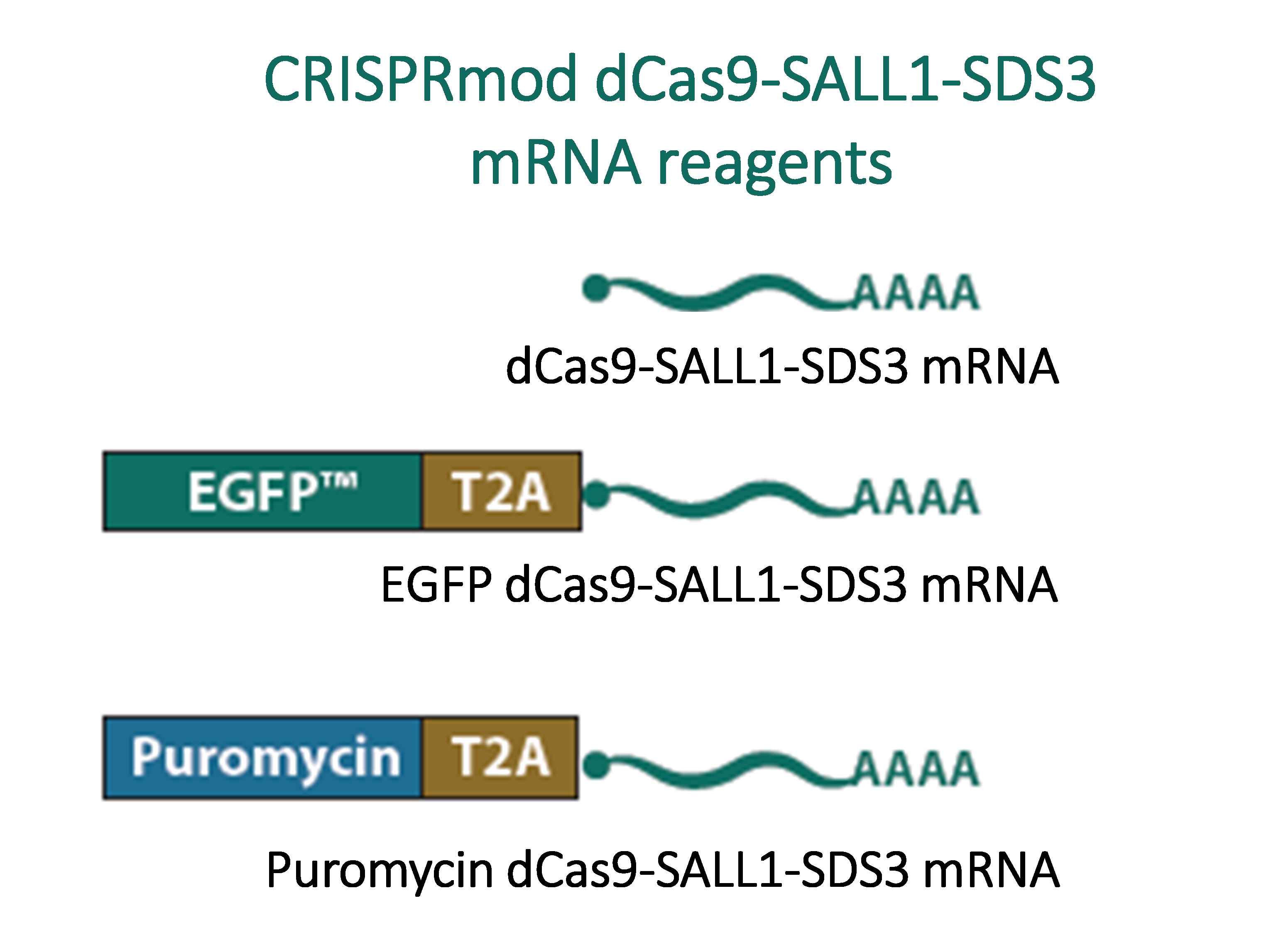 CRISPRmod dCas9-SALL1-SDS3 mRNA 