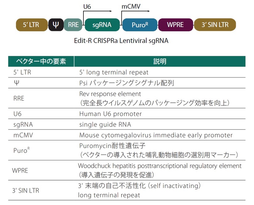 Edit-R CRISPRa（Activation）Lentiviral sgRNA