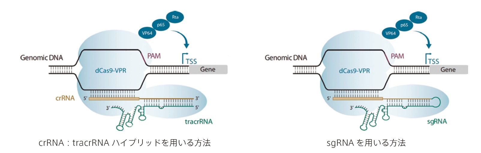 遺伝子の転写活性化用ガイドRNA／改変Cas9ヌクレアーゼ(dCas-VPR）