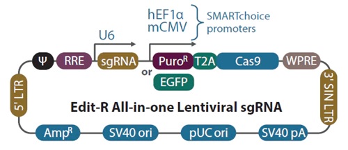  Edit-R All-in-one Lentiviral sgRNA