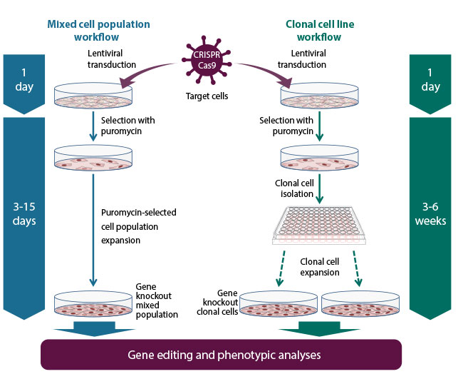 Gene knockout workflow using the Edit-R All-in-one Lentiviral sgRNA system