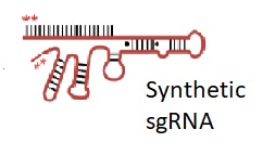  CRISPRi synthetic sgRNA