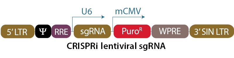  CRISPRmod Human CRISPRi sgRNA