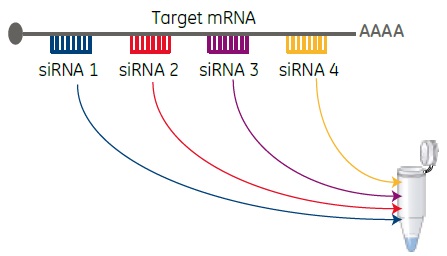 siRNAの製品フォーマット