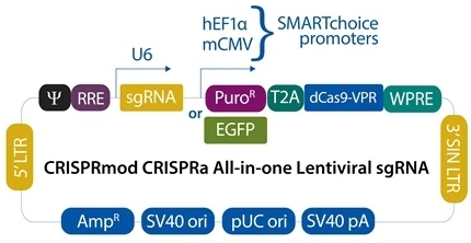 CRISPRa All-in-one Lentiviral sgRNA