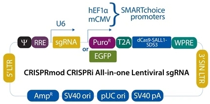 CRISPRi All-in-one Lentiviral sgRNA模式図