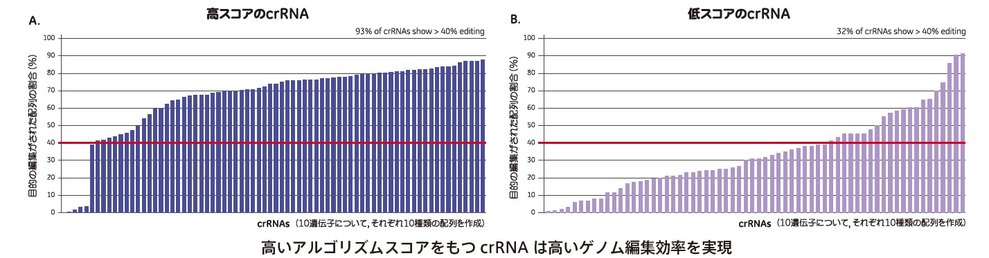 高いアルゴリズムスコアをもつcrRNA は高いゲノム編集効率を実現