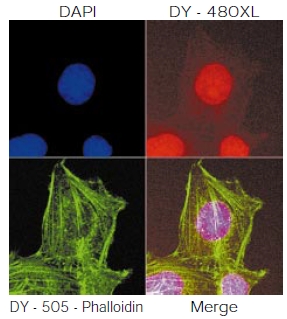 タンパク質・抗体の標識に有用なストークスシフトが大きな蛍光物質 MegaStokes Dyeの使用例