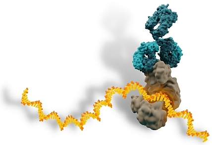 RNA結合タンパク質とRNAとの結合イメージ