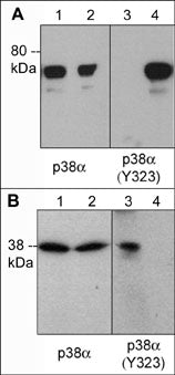 p38 MAPK Phospho-Regulation Antibody Kitを用いたウエスタンブロッティング像