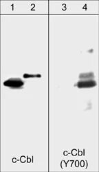 抗c-Cbl抗体（#CM1591）のWB像