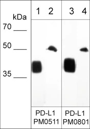 抗PD-L1抗体（#PM0511）のWB像