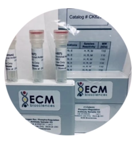 Cadherin Family (E-, N-, P-) Antibody Kitのイメージ