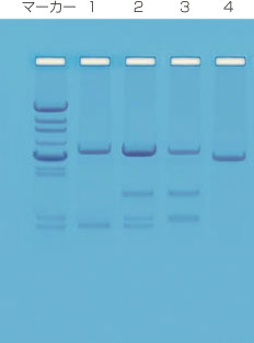 DNA Paternity Testing Simulation Kitを用いたDNA電気泳動パターン例の画像
