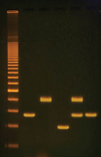 PCR-based DNA Fingerprinting Kit使用例