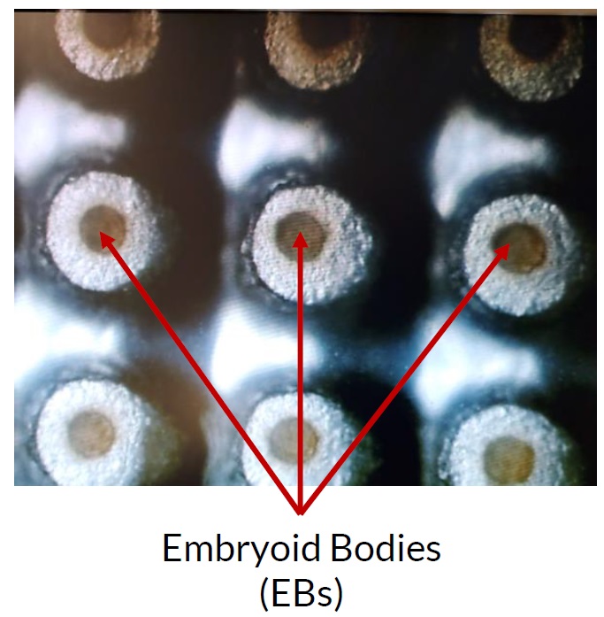 EB Disk上の胚様体