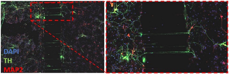 OMEGAを用いた神経細胞の培養