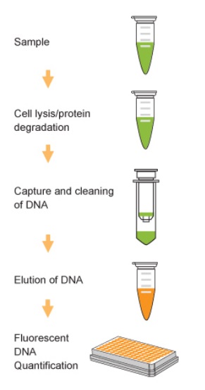 FitAmp Circulating DNA Assay Kitの操作法概略