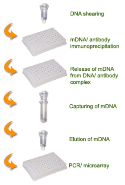 Methylamp Methylated DNA Capture Kitの操作方法概略