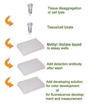 EpiQuik Global Methyl Histone Quantification Kitの操作法概略