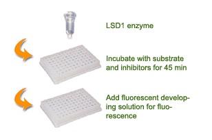 LSD1阻害物質スクリーニングキットの操作法概略