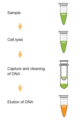 FitAmp DNA Extraction / Isolation Kitの操作法概略