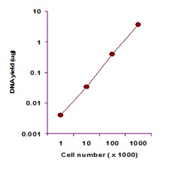 分離DNA収量の例