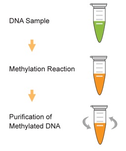 Methylamp Universal Methylated DNA Preparation Kitの操作方法概略