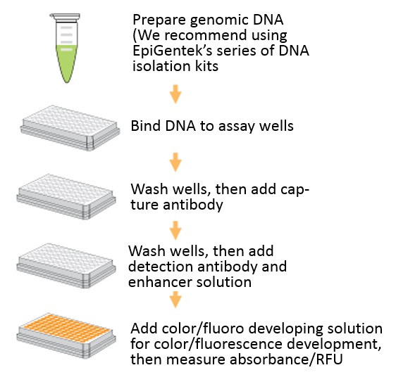 MethylFlash Methylated DNA Quantification Kit