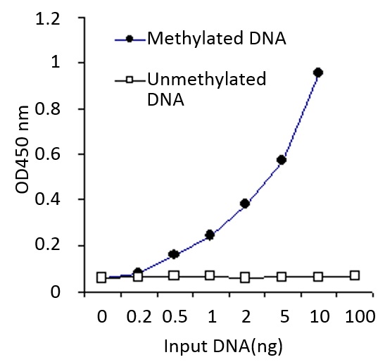 メチル化DNA（5-メチル化シトシン, 5-mC）定量キットの使用例1