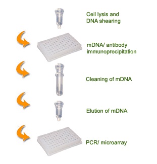 メチル化DNA 濃縮キットの操作法概略
