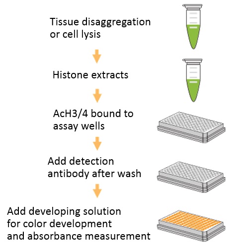 EpiQuik Total Histone Acetylation Detection Fast Kitの操作方法概略